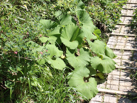 Petasites japonicus