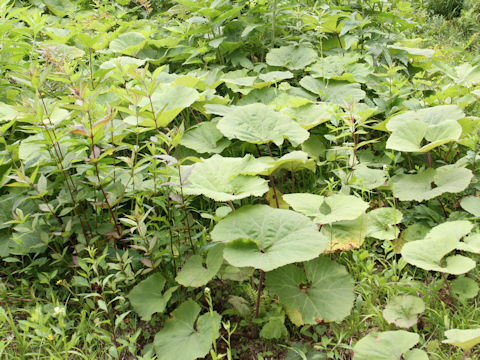 Petasites japonicus