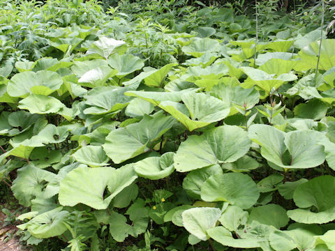 Petasites japonicus