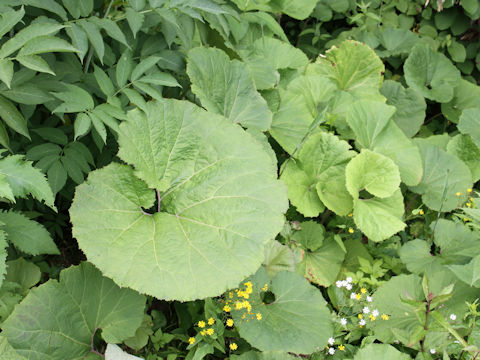 Petasites japonicus