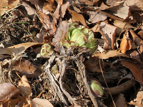 Petasites japonicus