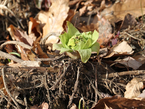 Petasites japonicus