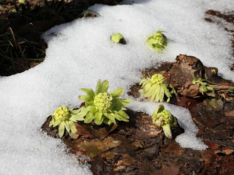 Petasites japonicus