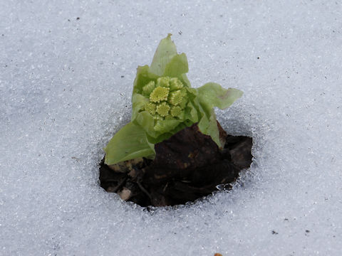 Petasites japonicus