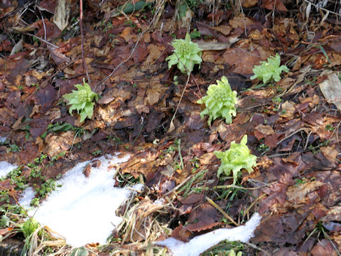 Petasites japonicus