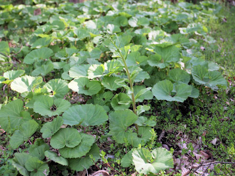 Petasites japonicus