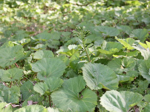 Petasites japonicus