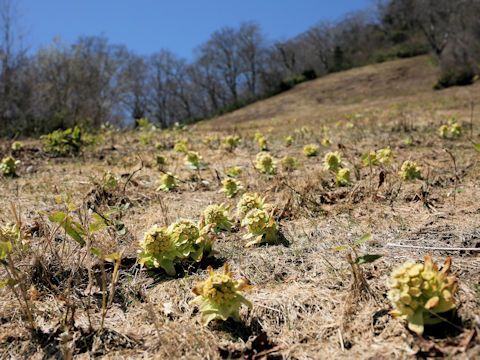 Petasites japonicus