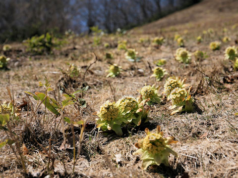 Petasites japonicus