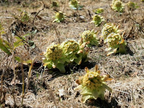 Petasites japonicus