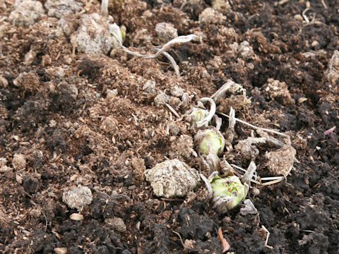 Petasites japonicus