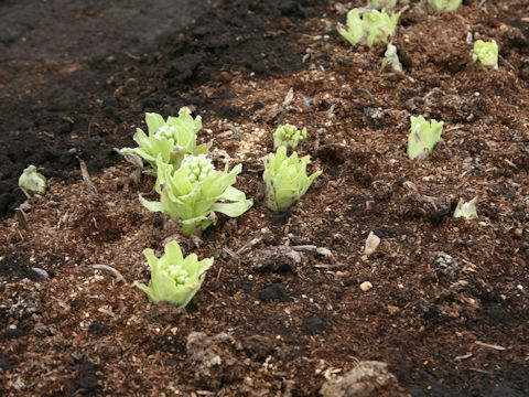 Petasites japonicus