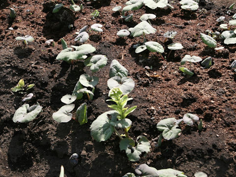 Petasites japonicus