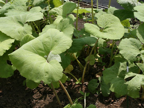 Petasites japonicus