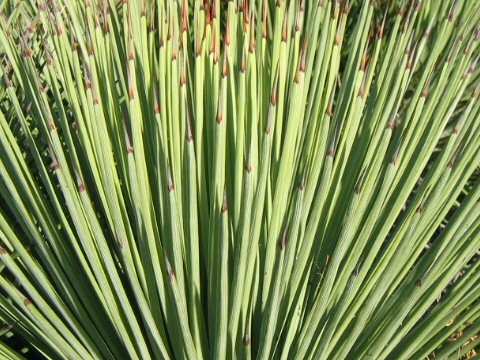 Agave stricta