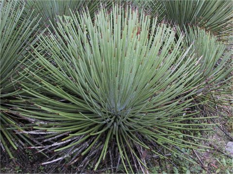 Agave stricta