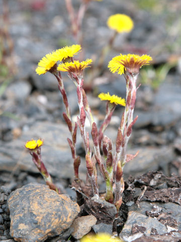 Tussilago farfara