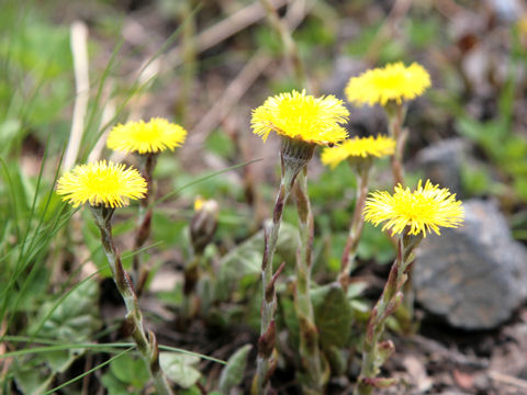 Tussilago farfara