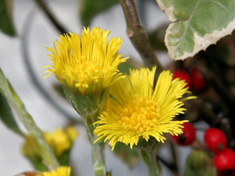 Tussilago farfara