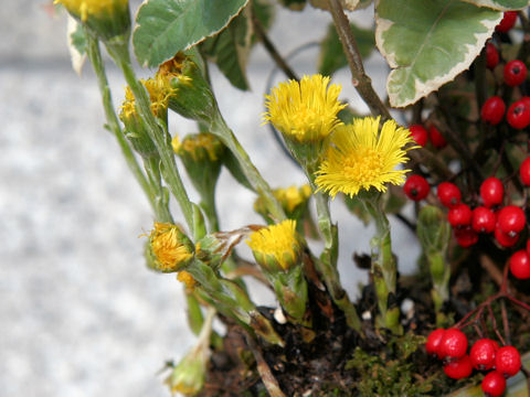 Tussilago farfara