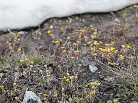 Tussilago farfara