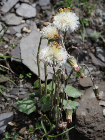 Tussilago farfara