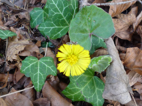 Tussilago farfara