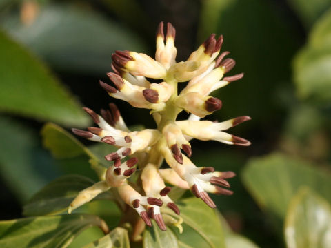 Pachysandra terminalis