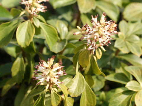 Pachysandra terminalis