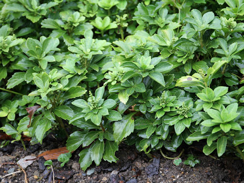 Pachysandra terminalis