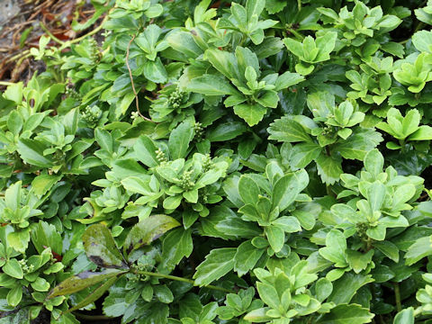 Pachysandra terminalis