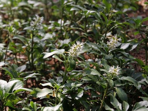 Pachysandra terminalis