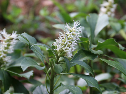 Pachysandra terminalis