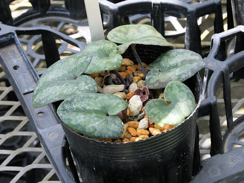 Asarum mitoanum