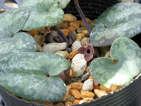 フクエジマカンアオイ (Asarum mitoanum)