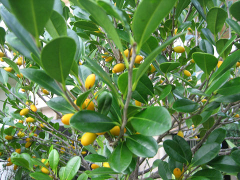 Garcinia subelliptica