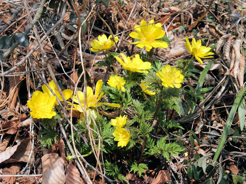 Adonis ramosa