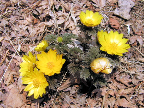 Adonis ramosa