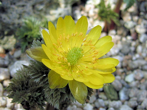 Adonis ramosa