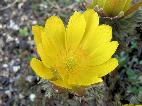 Adonis ramosa