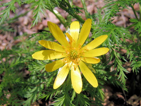 Adonis ramosa