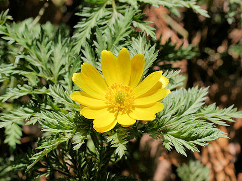 Adonis ramosa