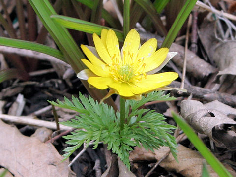 Adonis ramosa