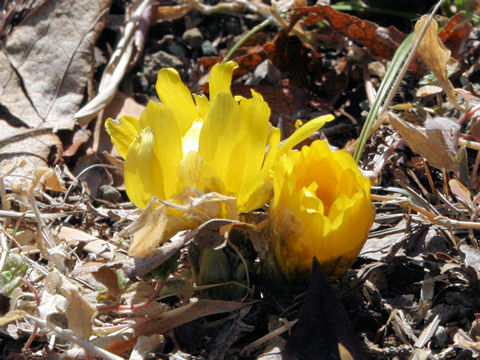 Adonis ramosa