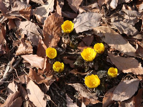 Adonis ramosa