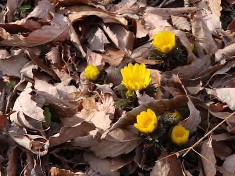 Adonis ramosa