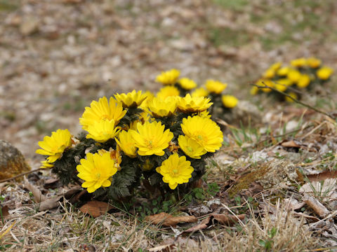 Adonis ramosa