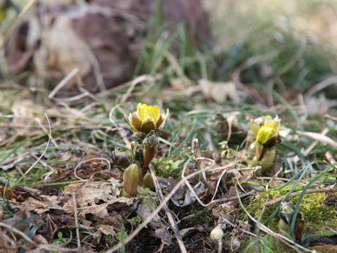 Adonis ramosa