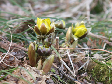 Adonis ramosa