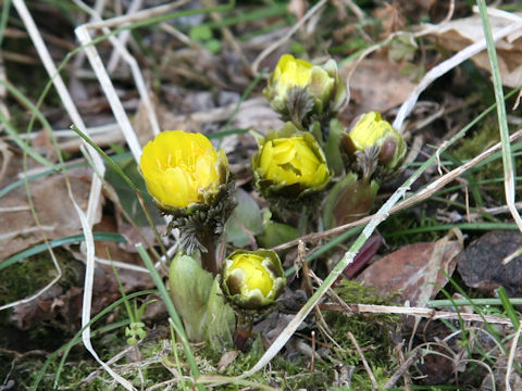 Adonis ramosa